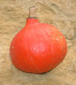 Zaden: pompoen red kuri|ohgreen New