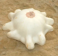 Zaden: pâtisson wit|ohgreen Best