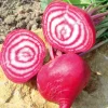 Zaden: rode biet chioggia|ohgreen Online