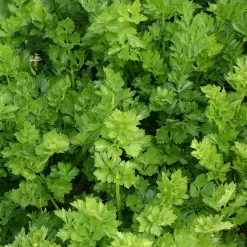Zaden: snijselderij 'gewone snij'|ohgreen