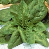 Zaden: spinazie géant d'hiver|ohgreen Online