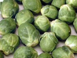 Zaden: spruitkool groninger|ohgreen Online