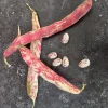Zaden: stamdroogboon borlotto|ohgreen