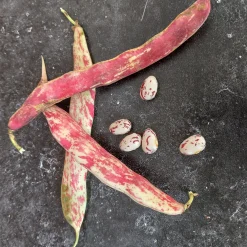 Zaden: stamdroogboon borlotto|ohgreen