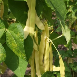 Zaden: stokslaboon (snijboon) boter "golden gate"|ohgreen Hot