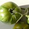 Zaden: tomaat green zebra|ohgreen