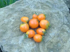 Zaden: tomaat ida gold|ohgreen Best