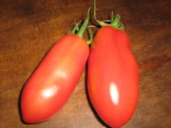 Zaden: tomaat san marzano|ohgreen Discount