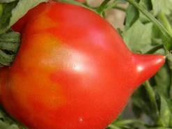 Zaden: tomaat téton de vénus|ohgreen Hot