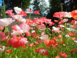 Zaden: tuin-klaproos|ohgreen Hot