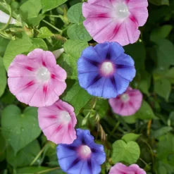 Zaden: winde gemengd|ohgreen Hot