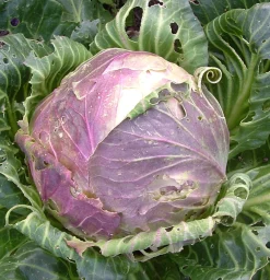 Zaden: witte kool uit vaugirard|ohgreen Best