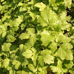 Zaden: witte mosterd (groenbemester)|ohgreen New