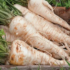 Zaden: wortel-peterselie|ohgreen Best