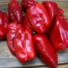 Zaden: zachte paprika uit spanje|ohgreen Outlet