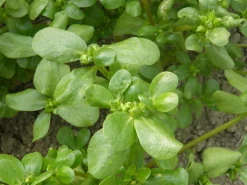 Zaden: zomer-postelein goud|ohgreen