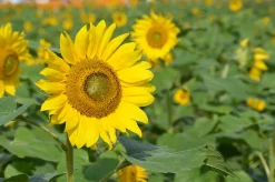 Zaden: zonnebloem groot geel|ohgreen Discount