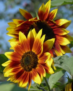 Zaden: zonnebloem herfst kleuren|ohgreen Best