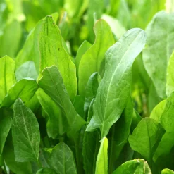 Zaden: zuring uit belleville|ohgreen