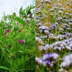 Zaden: zware grond mengeling (groenbemester)|ohgreen Outlet