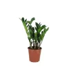 Zamioculcas Zamiifolia|ohgreen Outlet