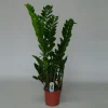 Zamioculcas ( ZZ-plant of Emerald palm )|ohgreen Sale