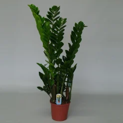 Zamioculcas ( ZZ-plant of Emerald palm )|ohgreen Sale