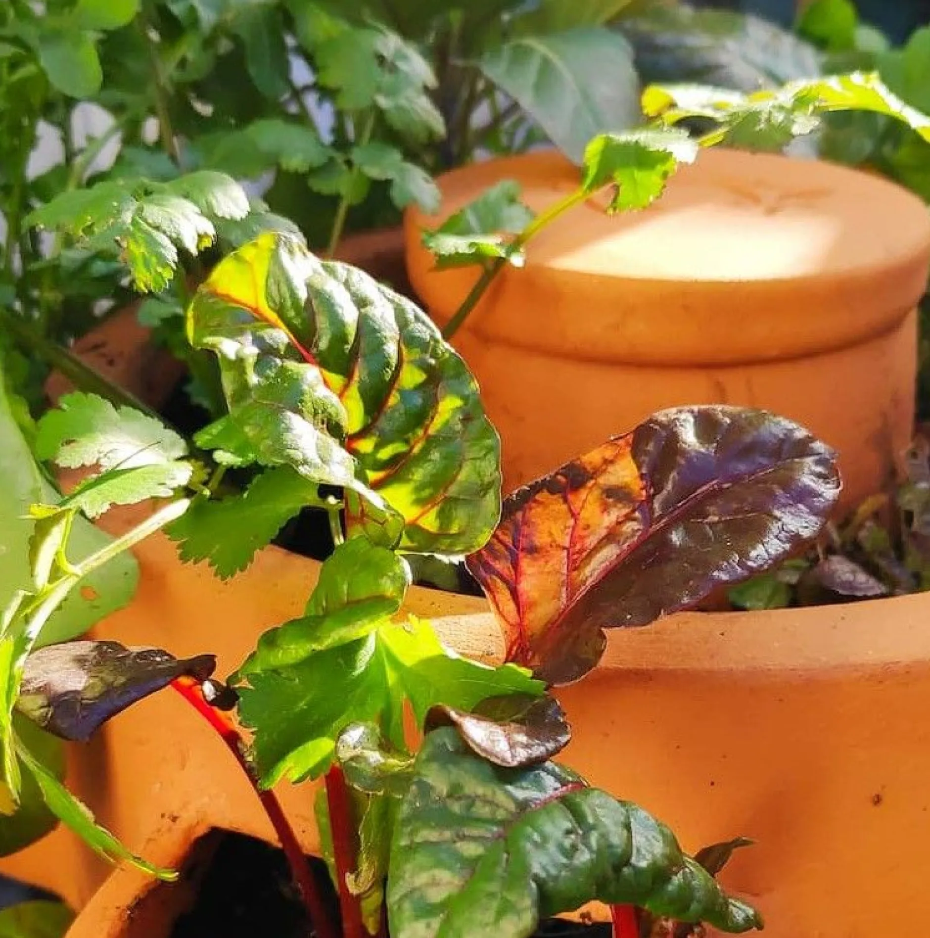 Zelfbemestende composter balkon|ohgreen