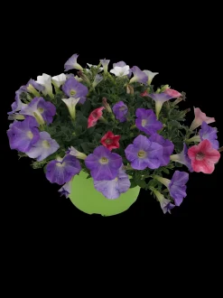 Zomerse bloeitrio p17|ohgreen