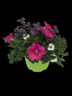 Zomerse bloeitrio p17|ohgreen