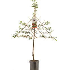 Zure kersenboom prunus cerasus morello leiboom|ohgreen Discount